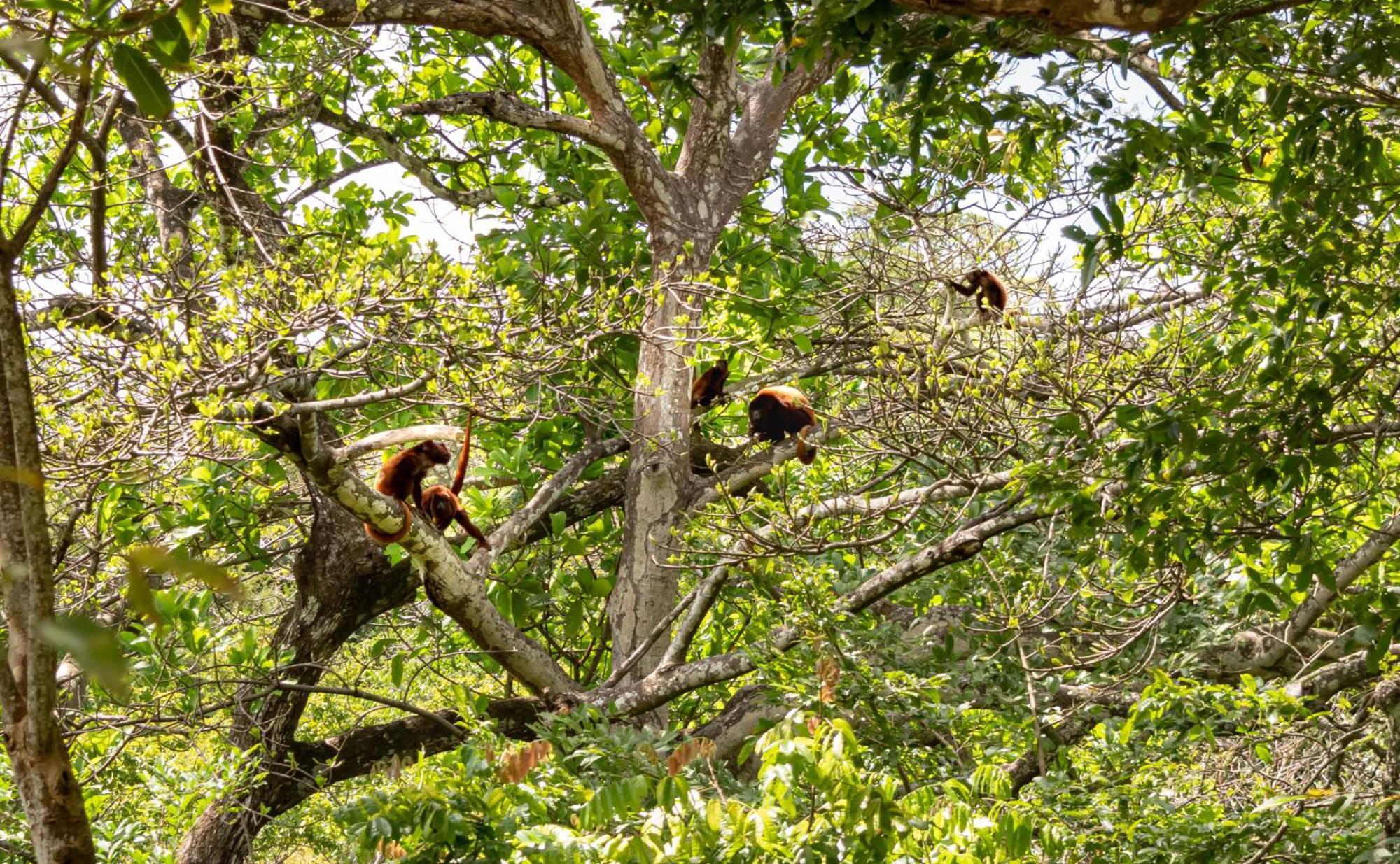 Cabana Mirador Del Bosque, Sector Parque Tayrona Santa Marta  Esterno foto